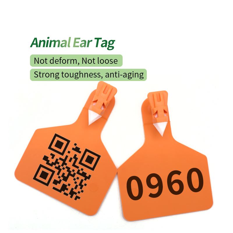 Ear Tag in Cattle